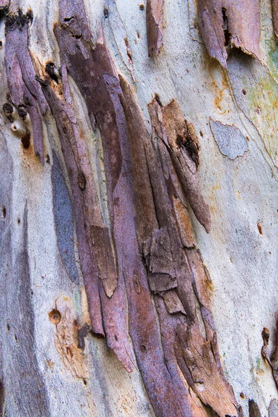 Eucalyptus Träd Bark Textur Färgstarka Naturliga Abstrakt Mönster — Stockfoto