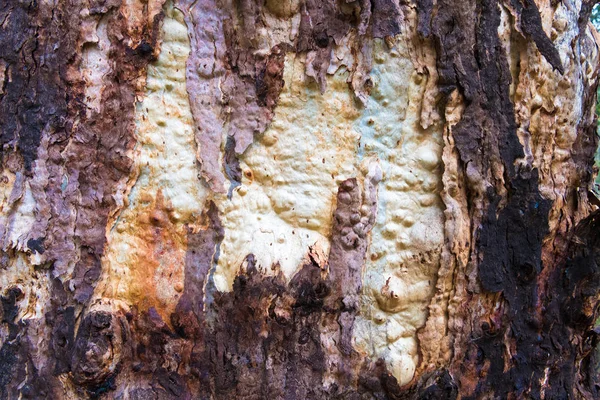 Eukaliptus Drzewa Kora Tekstury Kolorowe Naturalne Abstrakcja Szablon — Zdjęcie stockowe