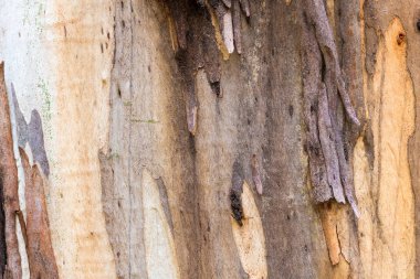 Okaliptüs ağacı kabuğu doku, renkli doğal soyut desen