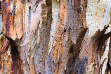 Okaliptüs ağacı kabuğu doku, renkli doğal soyut desen
