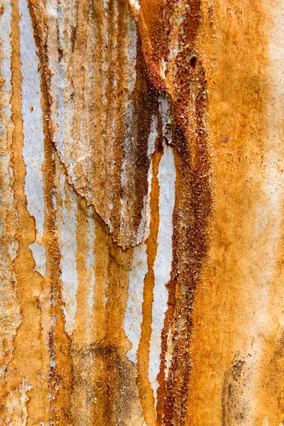 Tekstur Kulit Pohon Eukaliptus Pola Abstrak Alami Penuh Warna — Stok Foto