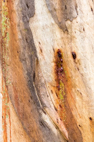 Eucalyptus Boom Schors Textuur Kleurrijke Natuurlijke Abstracte Patroon — Stockfoto