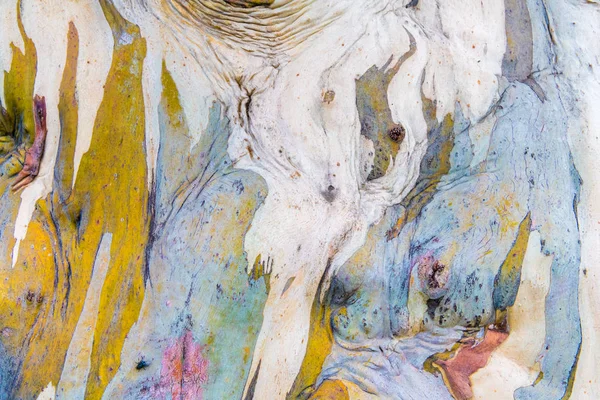 Textur Der Eukalyptusrinde Farbenfrohe Natürliche Abstrakte Muster — Stockfoto