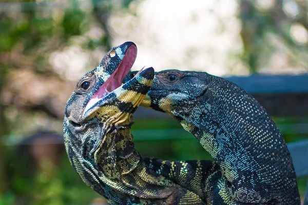 Zwei Spitzgoanen Australische Warane Die Erbittert Kämpfen Die Goanna Spielt — Stockfoto