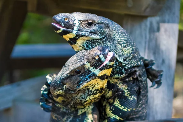 Two Lace Goannas, Australian monitor lizards fighting ferociously. The Goanna features prominently in Aboriginal mythology and Australian folklore, with strong claws and powerful legs.