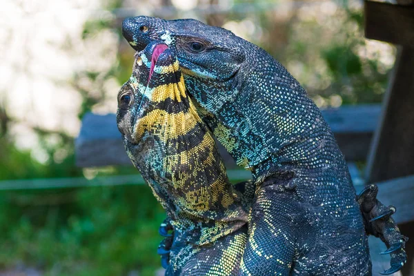 Two Lace Goannas, Australian monitor lizards fighting ferociously. The Goanna features prominently in Aboriginal mythology and Australian folklore, with strong claws and powerful legs.