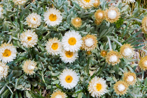 Native Australian flowers in Kosciuszko National Park, NSW, Australia. Nature background with plants and vegetation.