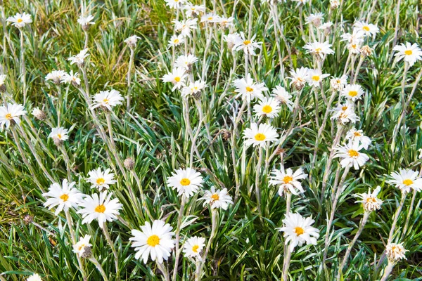 Native Australian flowers in Kosciuszko National Park, NSW, Australia. Nature background with plants and vegetation.
