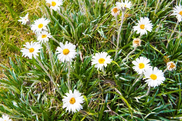 Коренные австралийские цветы в Национальном парке Костюшко, NSW, Австралия. Природный фон с растительностью и растительностью . — стоковое фото