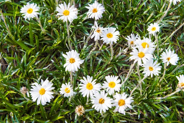 Native Australian flowers in Kosciuszko National Park, NSW, Australia. Nature background with plants and vegetation.