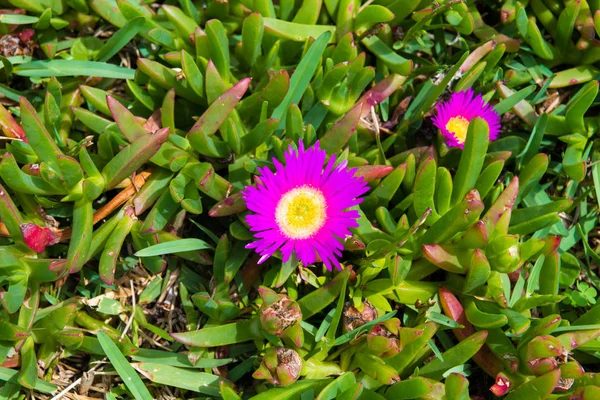 Native Australian flowers in Kosciuszko National Park, NSW, Australia. Nature background with plants and vegetation.