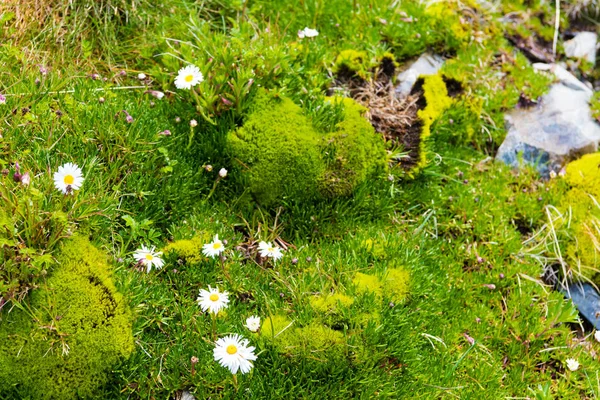 Native Australian flowers in Kosciuszko National Park, NSW, Australia. Nature background with plants and vegetation.