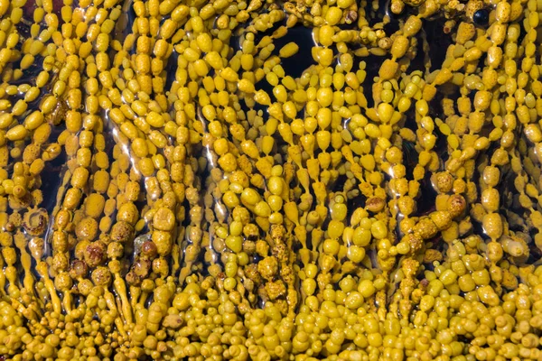 Seaweed closeup in water, natural textured background — Stock Photo, Image