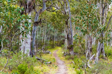 Kosciuszko Ulusal Parkı, NSW, Avustralya yerel Avustralya orman bitki örtüsü. Bitkiler ve bitki örtüsü ile doğa arka plan.