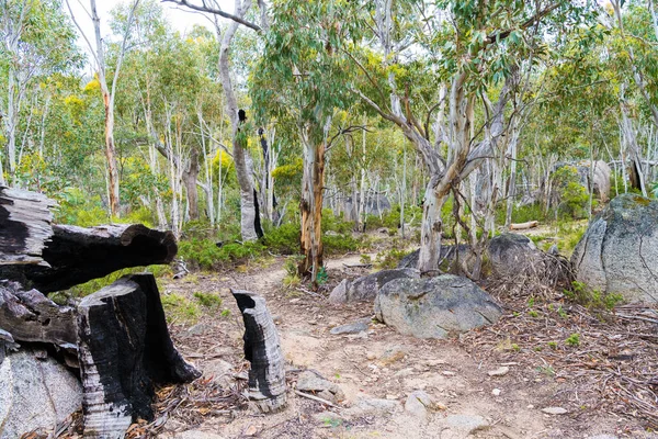 Vegetazione forestale nativa australiana nel Kosciuszko National Park, NSW, Australia. Sfondo naturale con piante e vegetazione . — Foto Stock