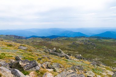 Kosciuszko Ulusal Parkı, NSW, Avustralya yerli Avustralya bitki örtüsü. Bitkiler ve bitki örtüsü ile doğa arka plan.