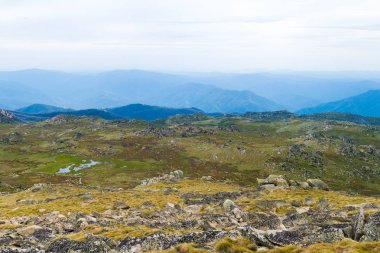 Kosciuszko Ulusal Parkı, NSW, Avustralya yerli Avustralya bitki örtüsü. Bitkiler ve bitki örtüsü ile doğa arka plan.