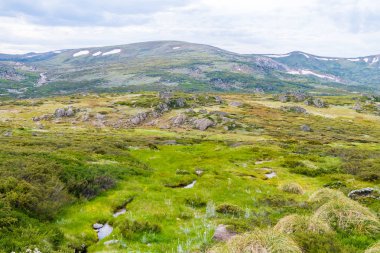 Kosciuszko Ulusal Parkı, NSW, Avustralya yerli Avustralya bitki örtüsü. Bitkiler ve bitki örtüsü ile doğa arka plan.