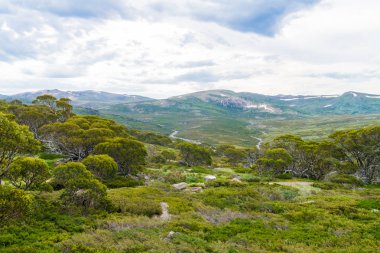 Kosciuszko Ulusal Parkı, NSW, Avustralya yerli Avustralya bitki örtüsü. Bitkiler ve bitki örtüsü ile doğa arka plan.