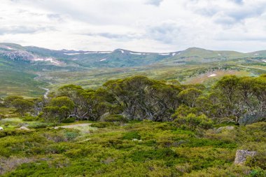 Kosciuszko Ulusal Parkı, NSW, Avustralya yerli Avustralya bitki örtüsü. Bitkiler ve bitki örtüsü ile doğa arka plan.