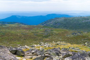 Kosciuszko Ulusal Parkı, NSW, Avustralya yerli Avustralya bitki örtüsü. Bitkiler ve bitki örtüsü ile doğa arka plan.