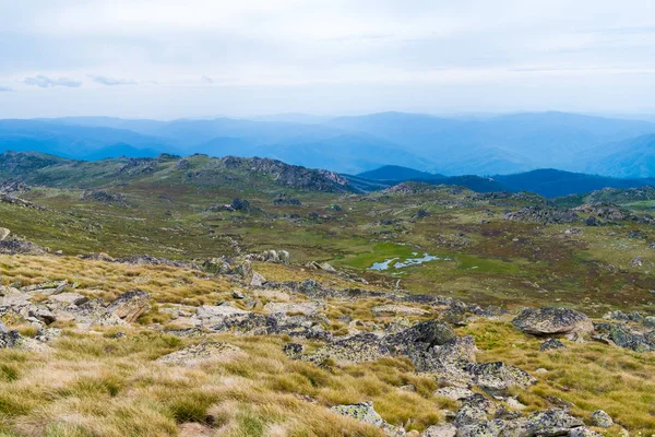 Native Australian vegetation i Kosciuszko National Park, NSW, Australien. Natur bakgrund med växter och vegetation. — Stockfoto