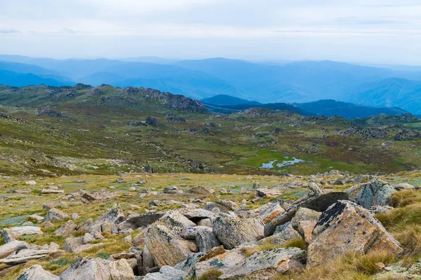 Native Australian vegetation i Kosciuszko National Park, NSW, Australien. Natur bakgrund med växter och vegetation. — Stockfoto