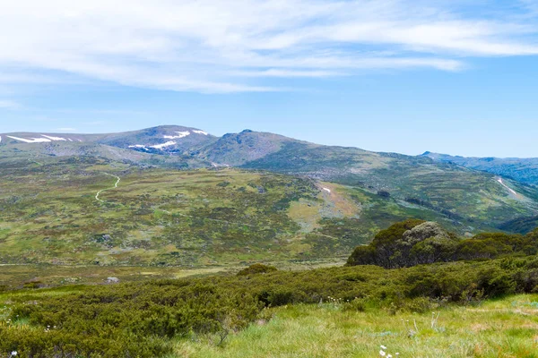 Native Australian vegetation i Kosciuszko National Park, NSW, Australien. Natur bakgrund med växter och vegetation. — Stockfoto