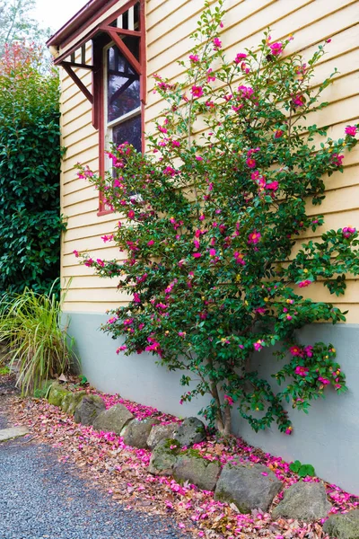 Native Australian flower tree next to house wall