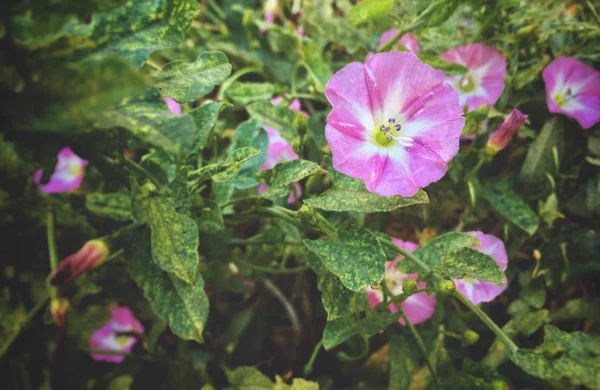 Convolvulus Althaeoides Bloem Zomer Ochtend Tuin — Stockfoto