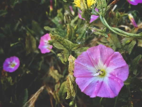 Convolvulus Althaeoides Bloem Zomer Ochtend Tuin — Stockfoto