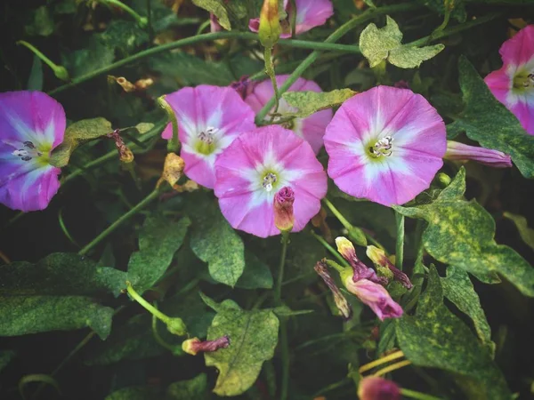 Convolvulus Althaeoides Fleur Jardin Matin Été — Photo