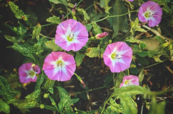 Convolvulus Althaeoides Fleur Jardin Matin Été — Photo