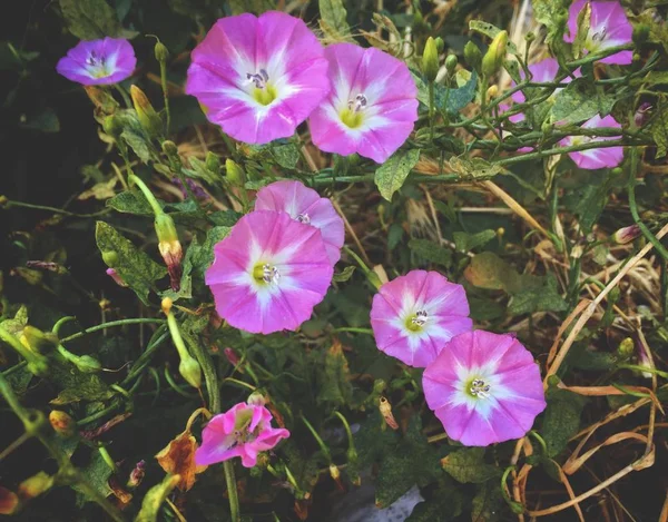 Convolvulus Althaeoides Bloem Zomer Ochtend Tuin — Stockfoto