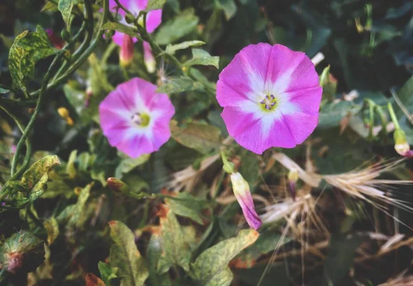 Convolvulus Althaeoides Bloem Zomer Ochtend Tuin — Stockfoto