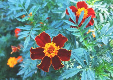 Şehir Çiçekleri, Tagetes tenuifolia, signet kadife çiçeği veya altın kadife çiçeği, arka plan duvar kağıdı