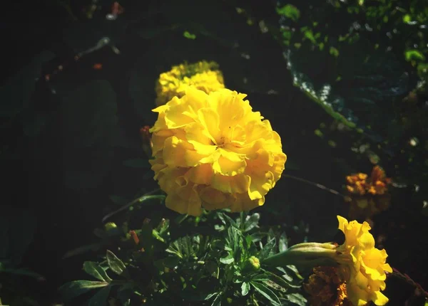 City Flowers Tagetes Tenuifolia Signet Marigold Golden Marigold Background Wallpaper — Stock Photo, Image