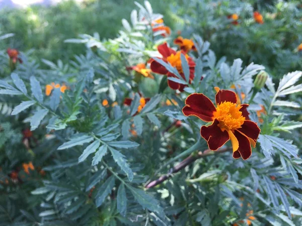 Stad Bloemen Tagetes Tenuifolia Signet Goudsbloem Gouden Goudsbloem Achtergrond Behang — Stockfoto