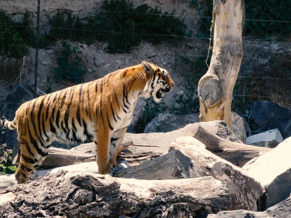 Tigern Panthera Tigris Den Största Existerande Kattarten Och Medlem Släktet — Stockfoto