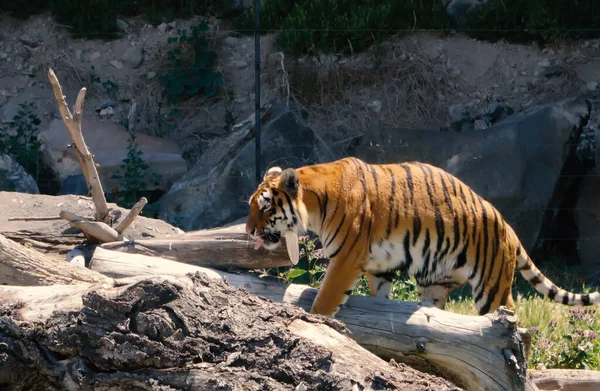 Tigern Panthera Tigris Den Största Existerande Kattarten Och Medlem Släktet — Stockfoto