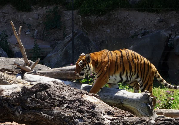 Tigre Panthera Tigris Maior Espécie Gato Existente Membro Gênero Panthera — Fotografia de Stock