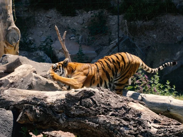 Тигр Panthera Tigris Крупнейший Сохранившийся Вид Кошек Представитель Рода Panthera — стоковое фото