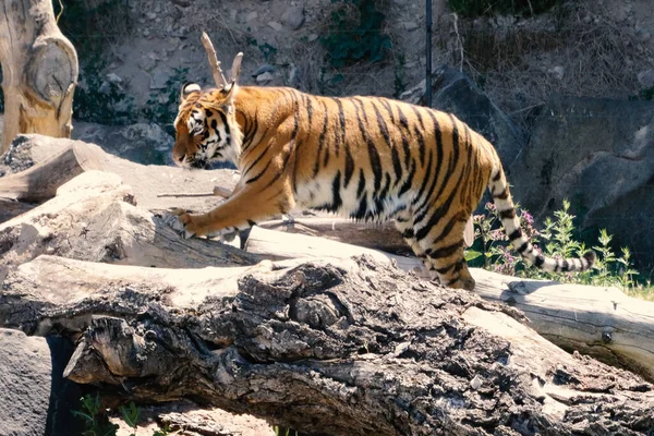 Tigre Panthera Tigris Maior Espécie Gato Existente Membro Gênero Panthera — Fotografia de Stock