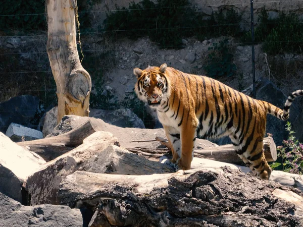 Tygr Panthera Tigris Největší Dochovaný Kočičí Druh Člen Rodu Panthera — Stock fotografie