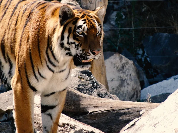 Tygr Panthera Tigris Největší Dochovaný Kočičí Druh Člen Rodu Panthera — Stock fotografie
