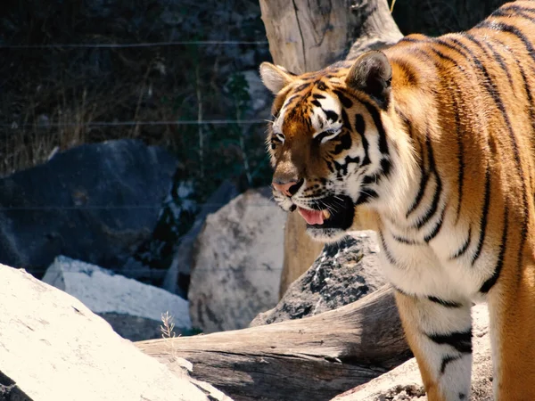 Тигр Panthera Tigris Крупнейший Сохранившийся Вид Кошек Представитель Рода Panthera — стоковое фото