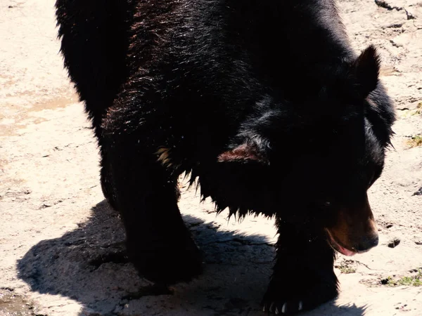 Oso Mexicano Después Bañarse Día Caluroso Comiendo Zanahorias Con Apetito — Foto de Stock