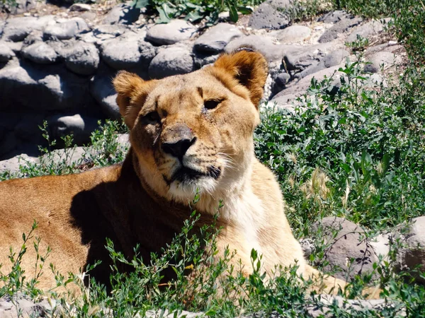 Large Terrible Predator Resting Quietly Close Adult Lion Ferocious Carnivore — Stock Photo, Image