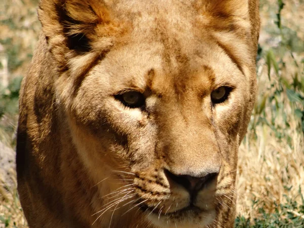 Grande Terrível Predador Descansando Calmamente Close Leão Adulto Carnívoro Feroz — Fotografia de Stock