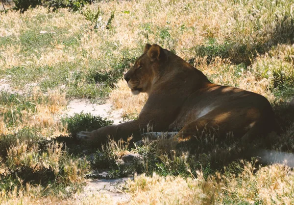 Grande Terrível Predador Descansando Calmamente Close Leão Adulto Carnívoro Feroz — Fotografia de Stock